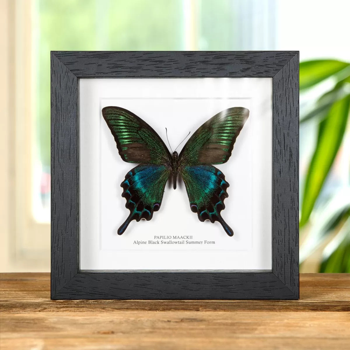 Alpine Black Swallowtail Summer Form