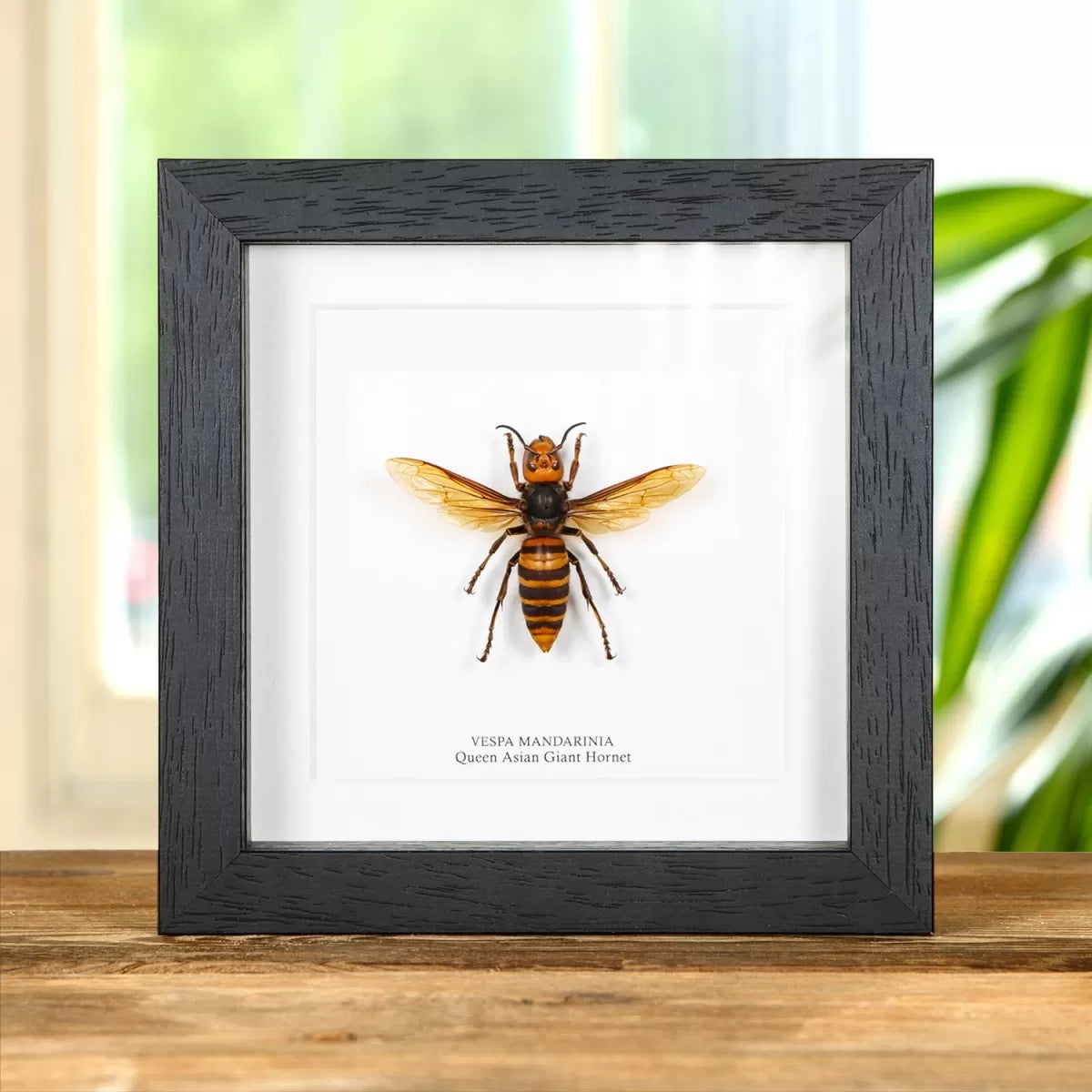 Queen Asian Giant Hornet In Box Frame