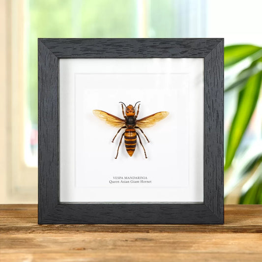 Queen Asian Giant Hornet In Box Frame