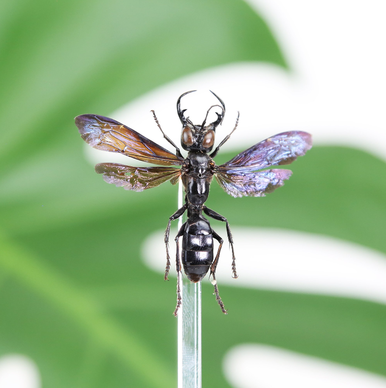 King of Wasps Taxidermy Box Frame