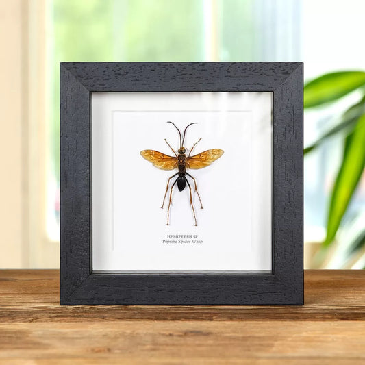 Large Pepsine Spider Wasp In Box Frame