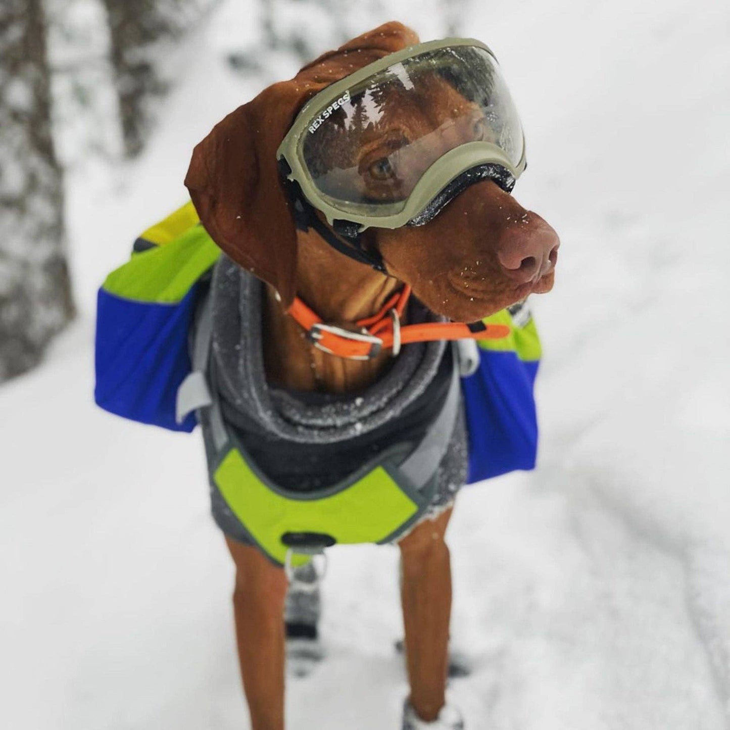 Adventurer 2-piece Dog Pack With EZ Latch™  Harness - RAIN FOREST