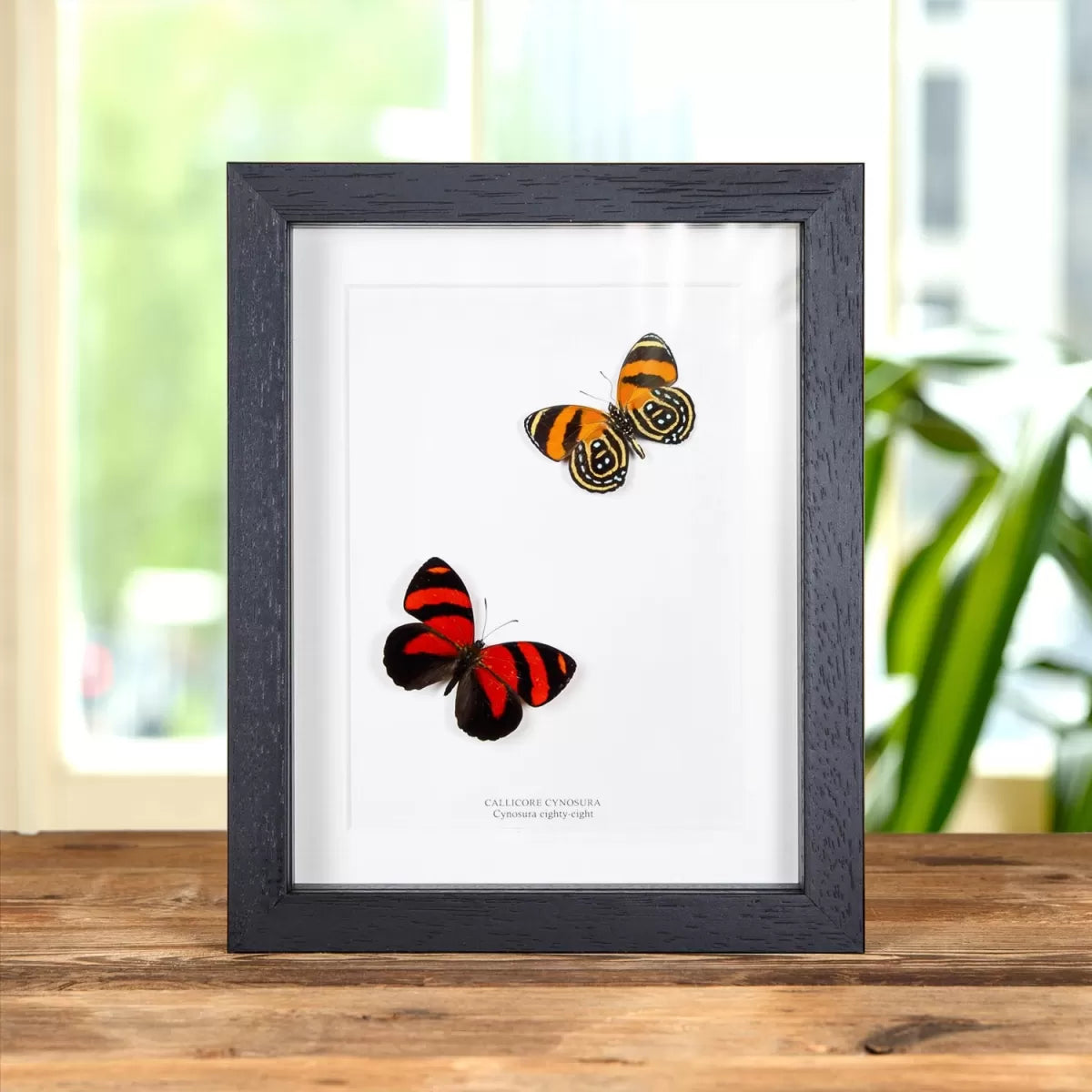 Cynosura eighty-eight Butterfly In Box Frame