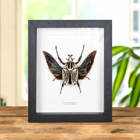 Giant Goliath Beetle In Box Frame