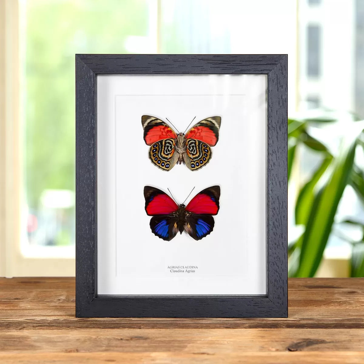 Claudina Agrias Butterfly Pair In Box Frame