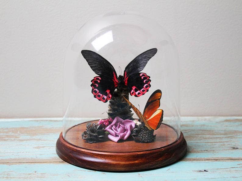 Papilio rumanzovia in a Decorative Dome