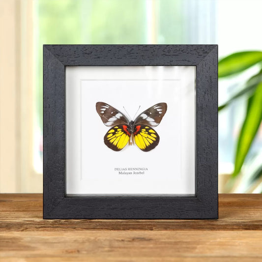 Malayan Jezebel Butterfly In Box Frame