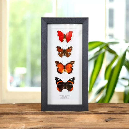 Red Butterfly Collection In Box Frame