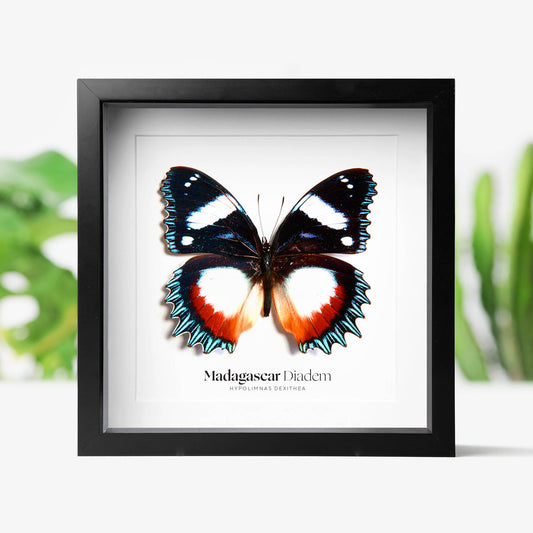 Madagascar Diadem Butterfly Insect Bug Taxidermy Box Frame