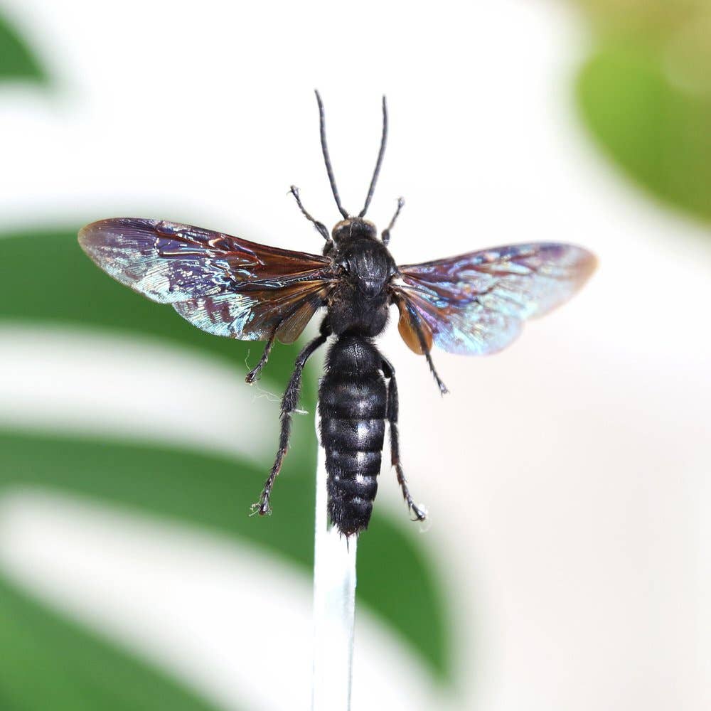 Scoliid Wasp Insect Bug Taxidermy Bell Jar