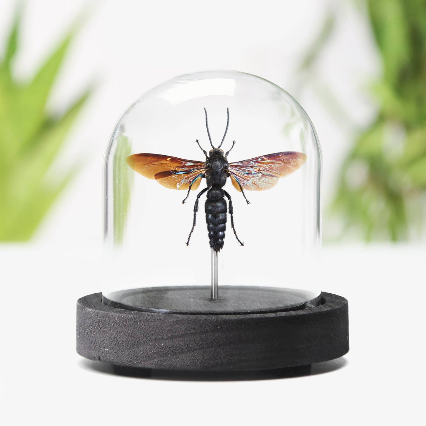 Scoliid Wasp Insect Bug Taxidermy Bell Jar