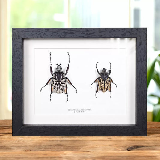 Goliath Beetle Male & Female Pair In Box Frame