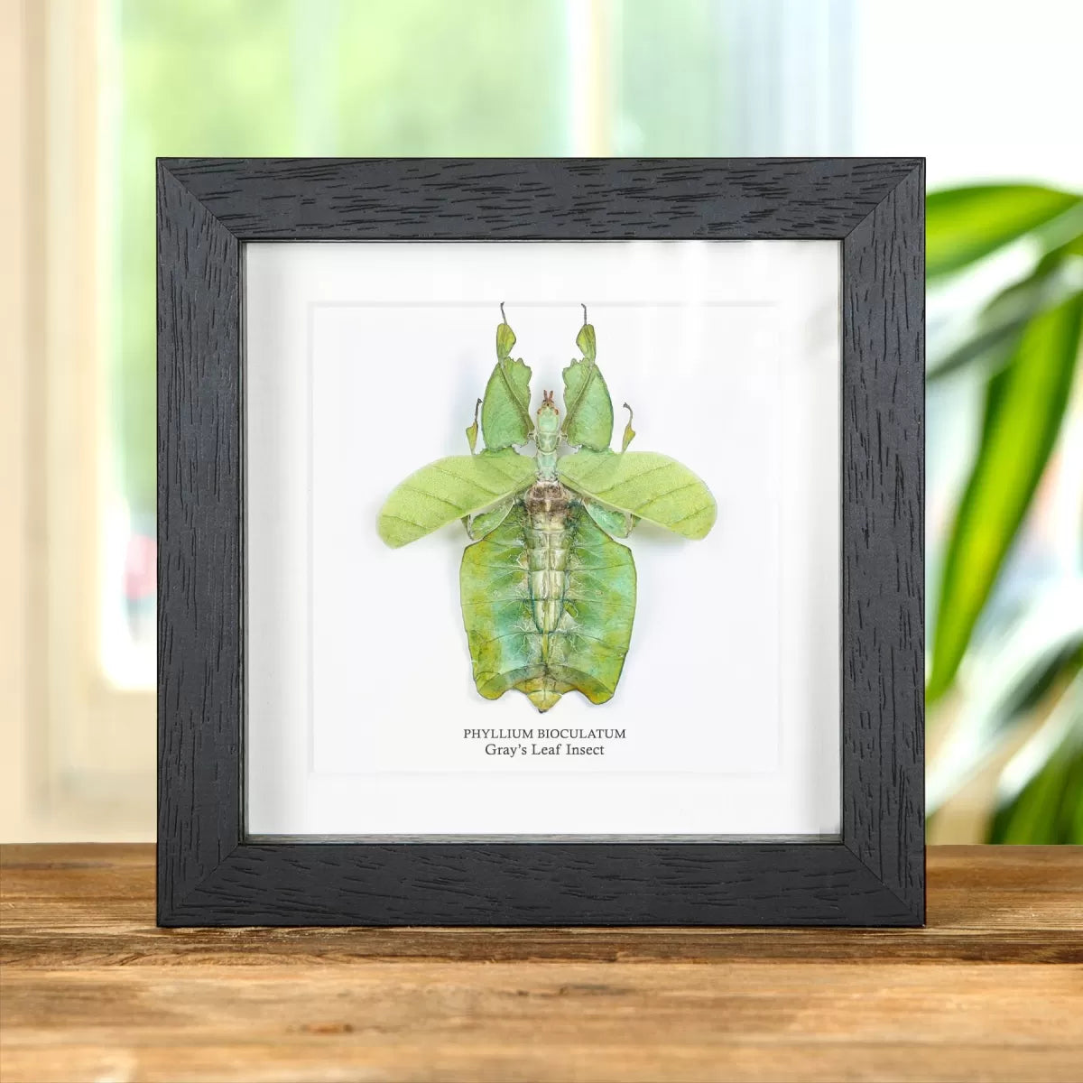 Gray's Leaf Insect with Wings Spread In Box Frame