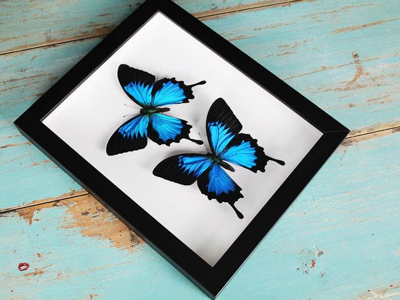 Double Papilio ulysses Butterflies in a Frame