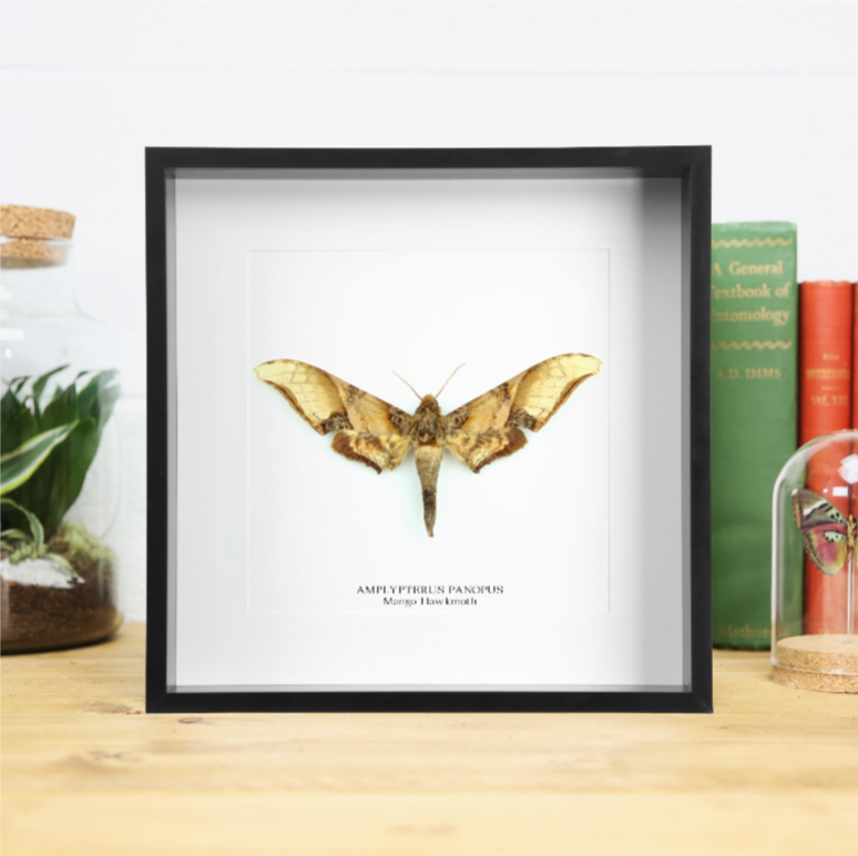 Mango Hawkmoth Taxidermy Box Frame