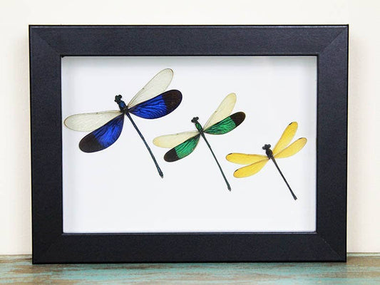 Triplet Damselfly in a Frame