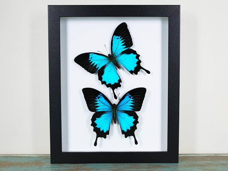 Double Papilio ulysses Butterflies in a Frame