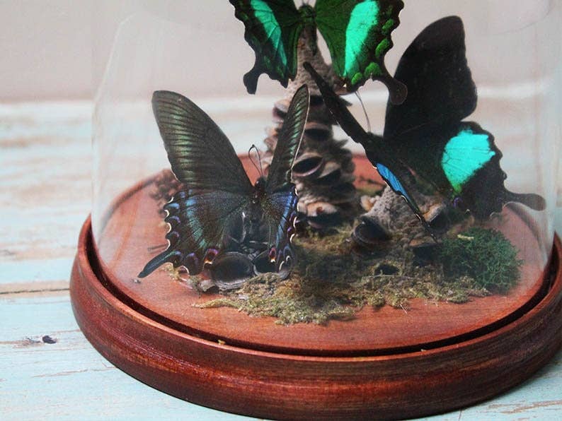 Green Trio Butterflies in a dome