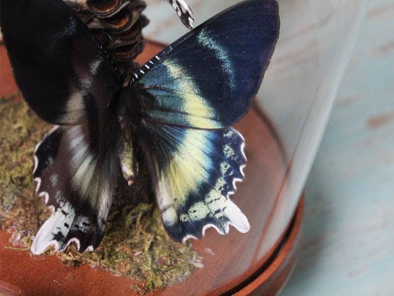 Pair of Zodiac moths in a dome