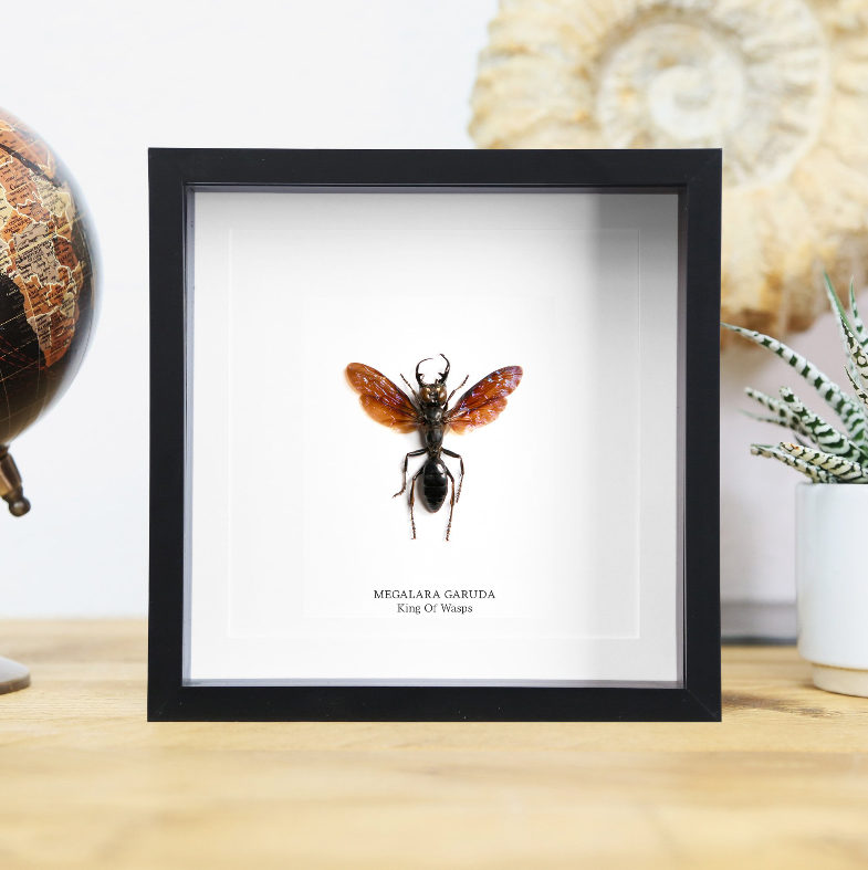 King of Wasps Taxidermy Box Frame