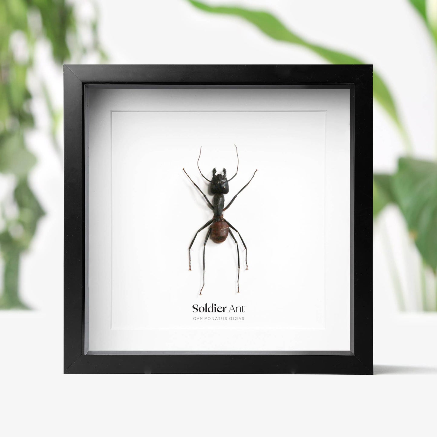 Giant Soldier Ant Insect Bug Taxidermy Shadow Box Frame