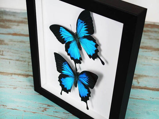 Double Papilio ulysses Butterflies in a Frame