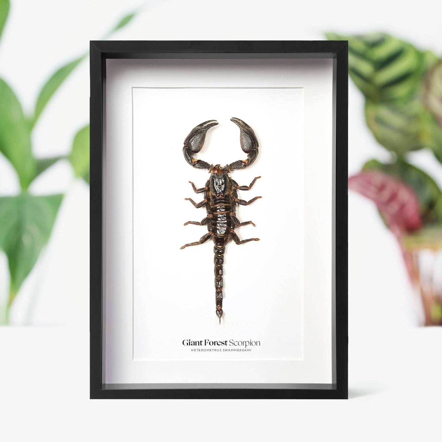 Giant Forest Scorpion Insect Bug Taxidermy Box Frame