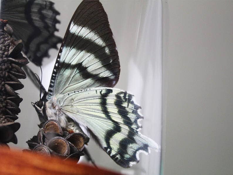 Pair of Zodiac moths in a dome