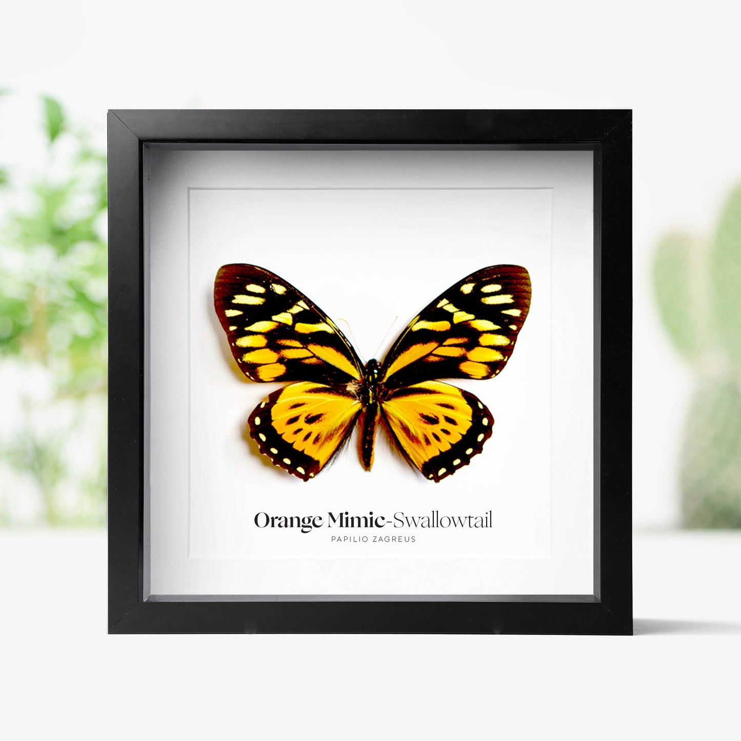 Orange Mimic-Swallowtail Butterfly Bug Taxidermy Box Frame