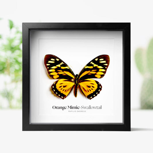 Orange Mimic-Swallowtail Butterfly Bug Taxidermy Box Frame