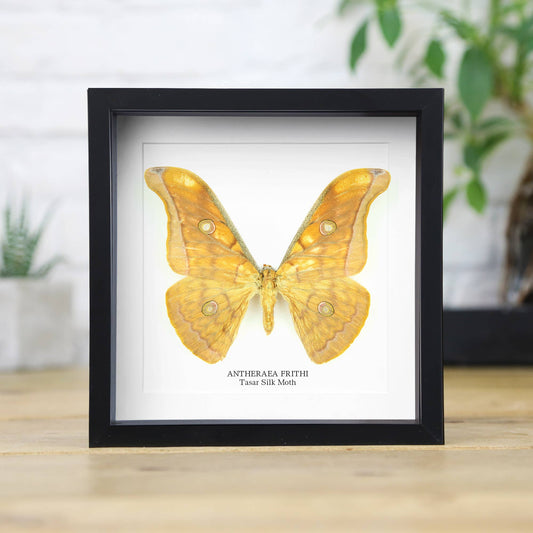 Tasar Silk Moth Butterfly Taxidermy Box Frame