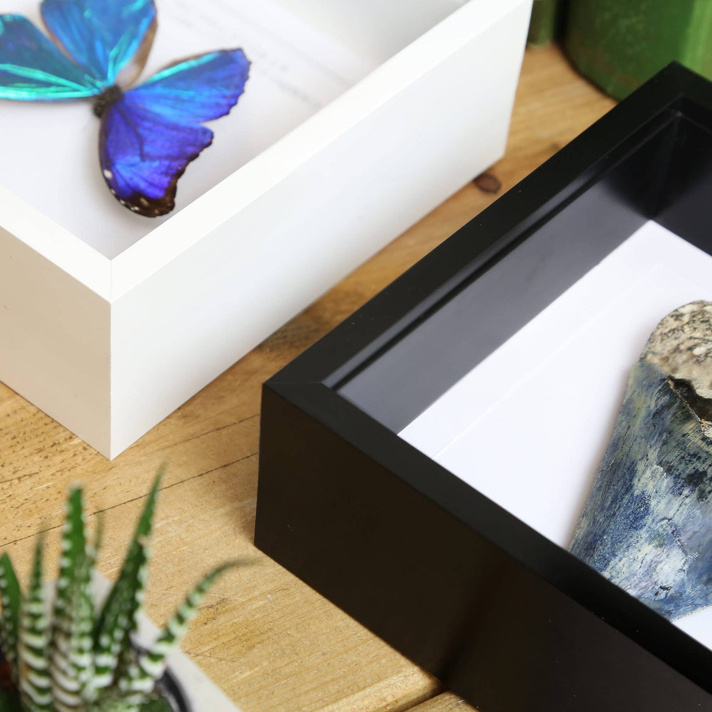 Madagascar Diadem Butterfly Insect Bug Taxidermy Box Frame