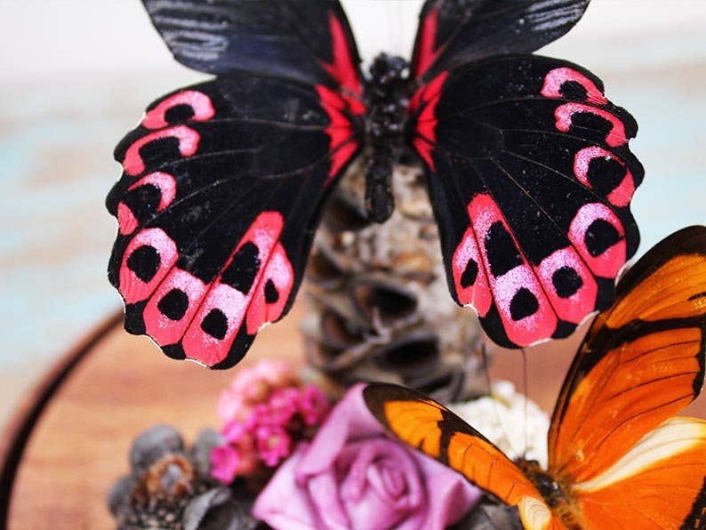 Papilio rumanzovia in a Decorative Dome