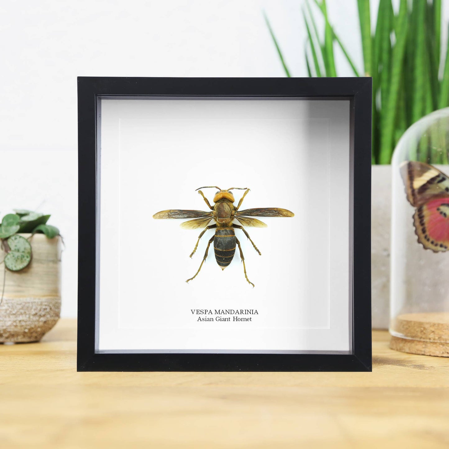 Asian Giant Hornet Wasp insect Taxidermy Box Frame