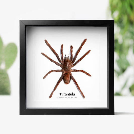 Tarantula Insect Bug Taxidermy Box Frame