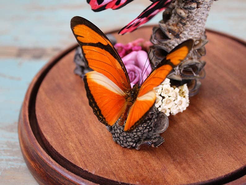 Papilio rumanzovia in a Decorative Dome