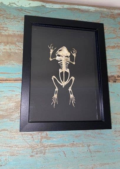 Duttaphrynus melanostictus, Asian Black Spined Toad Skeleton in a Frame