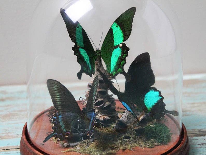 Green Trio Butterflies in a dome