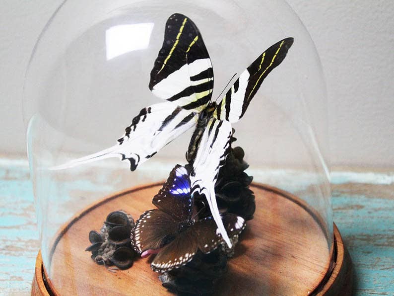 Giant Swordtail Butterfly in a Dome