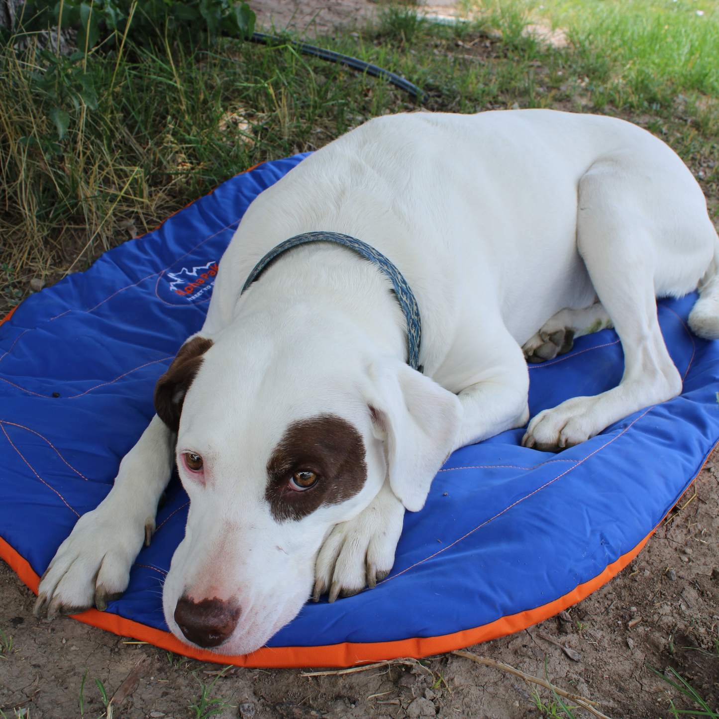 Eclipse Blue Compressible Waterproof Dog Sleeping Mat