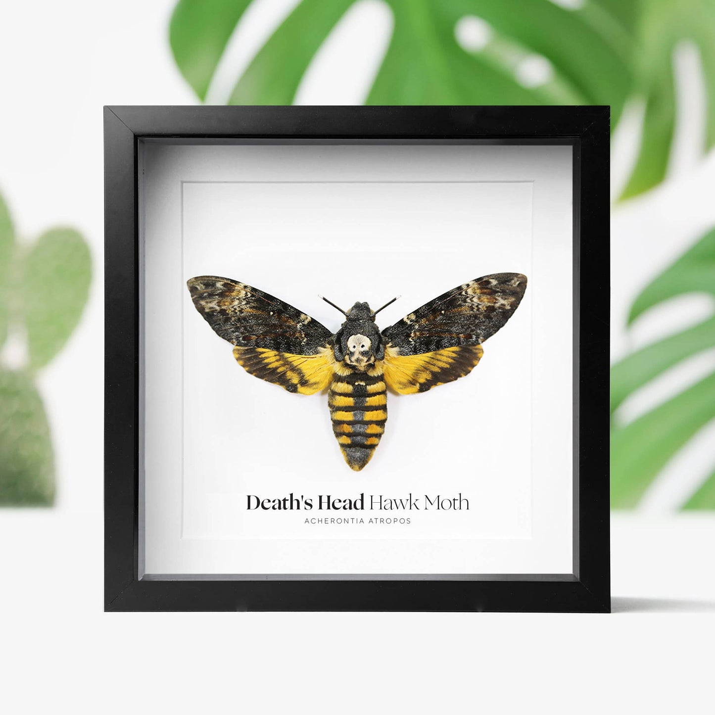 Death's Head Hawkmoth Butterfly Taxidermy Shadow Box Frame